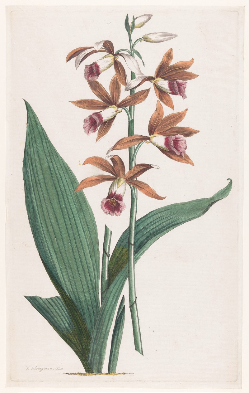Moerasorchidee Limodorum Tankervilliae (cím a tárgyon) alkotó: Hendrik Schwegman