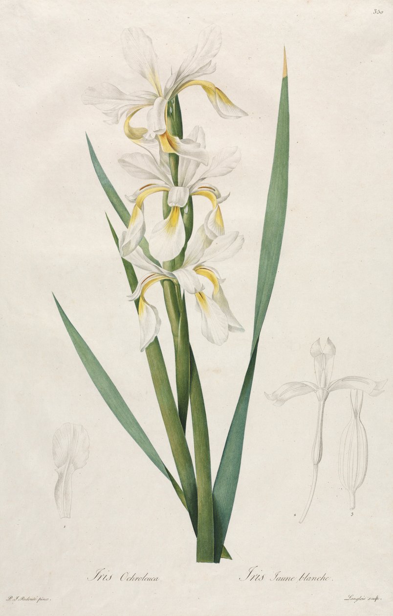 Aranyszalagos írisz, 1812. alkotó: Pierre Joseph Redouté