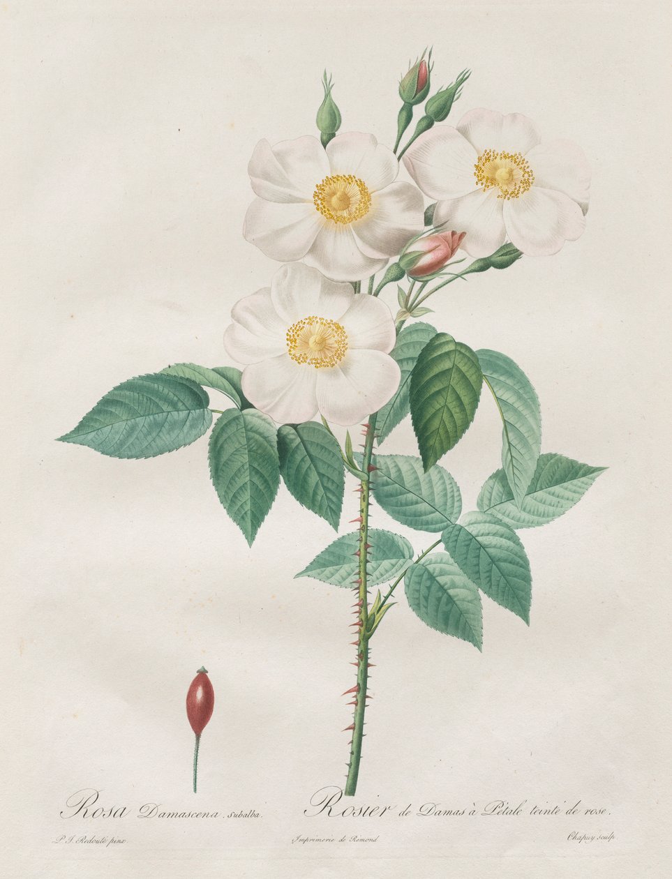 Les Roses: Rosa Damascena, subalba, 1817-1824. alkotó: Pierre Joseph Redouté