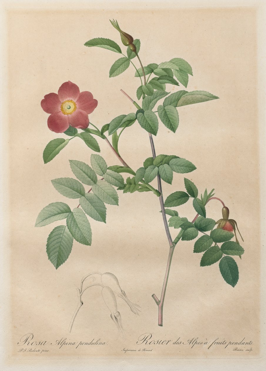 Les Roses: Rosa alpina pendulina, 1817-1824. alkotó: Pierre Joseph Redouté