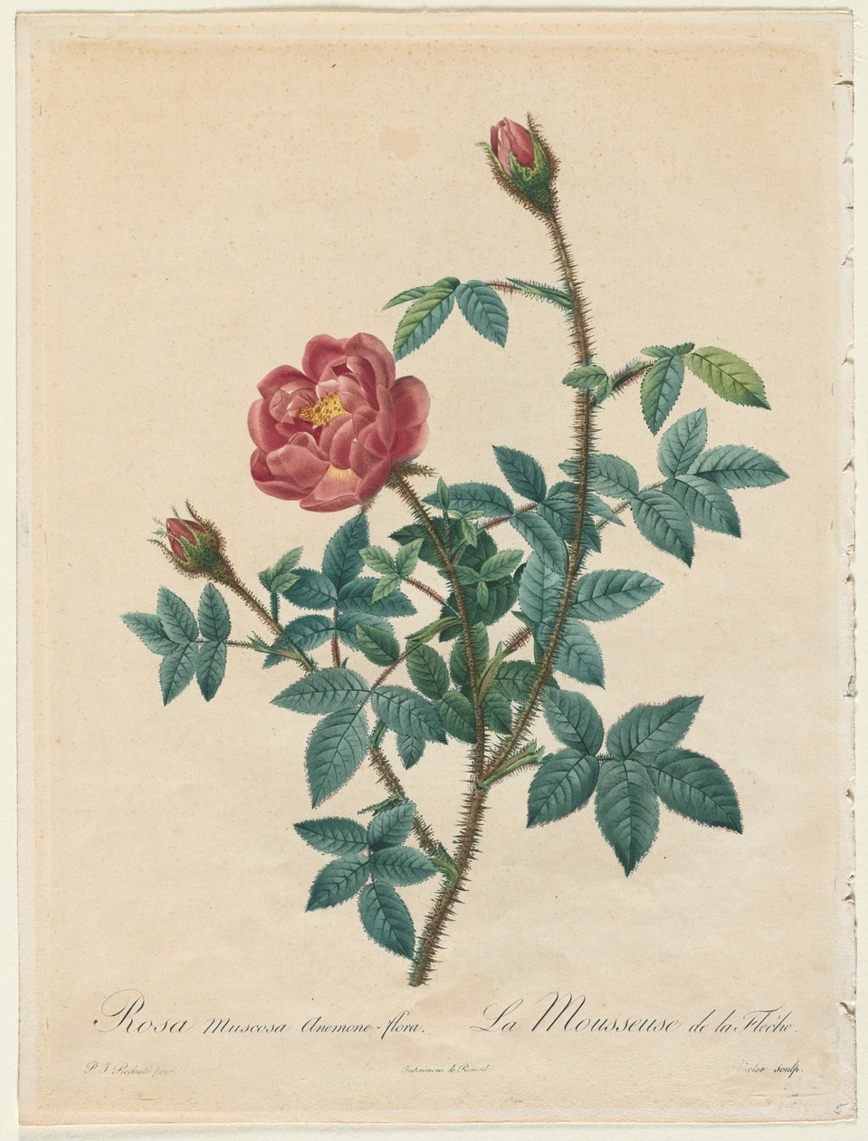 Moharózsa, 1817-1824. alkotó: Pierre Joseph Redouté