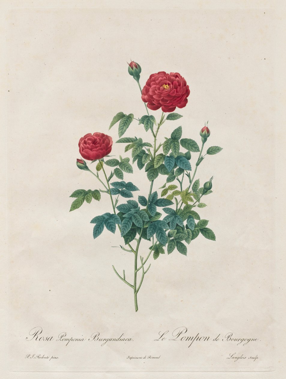 Pink Pompom, 1817-1824. alkotó: Pierre Joseph Redouté