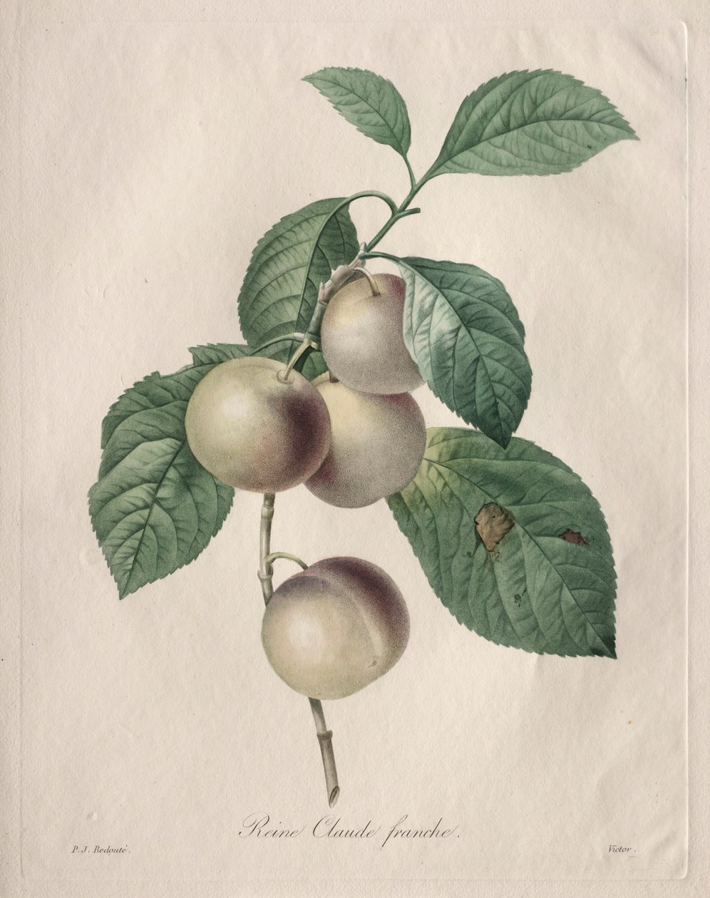 Reine Claude Plum, 1827. alkotó: Pierre Joseph Redouté