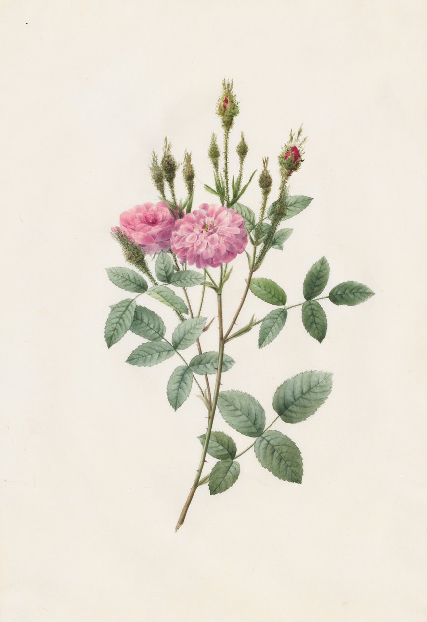 Rosa Pomponiana Muscosa, 1817-1824. alkotó: Pierre Joseph Redouté
