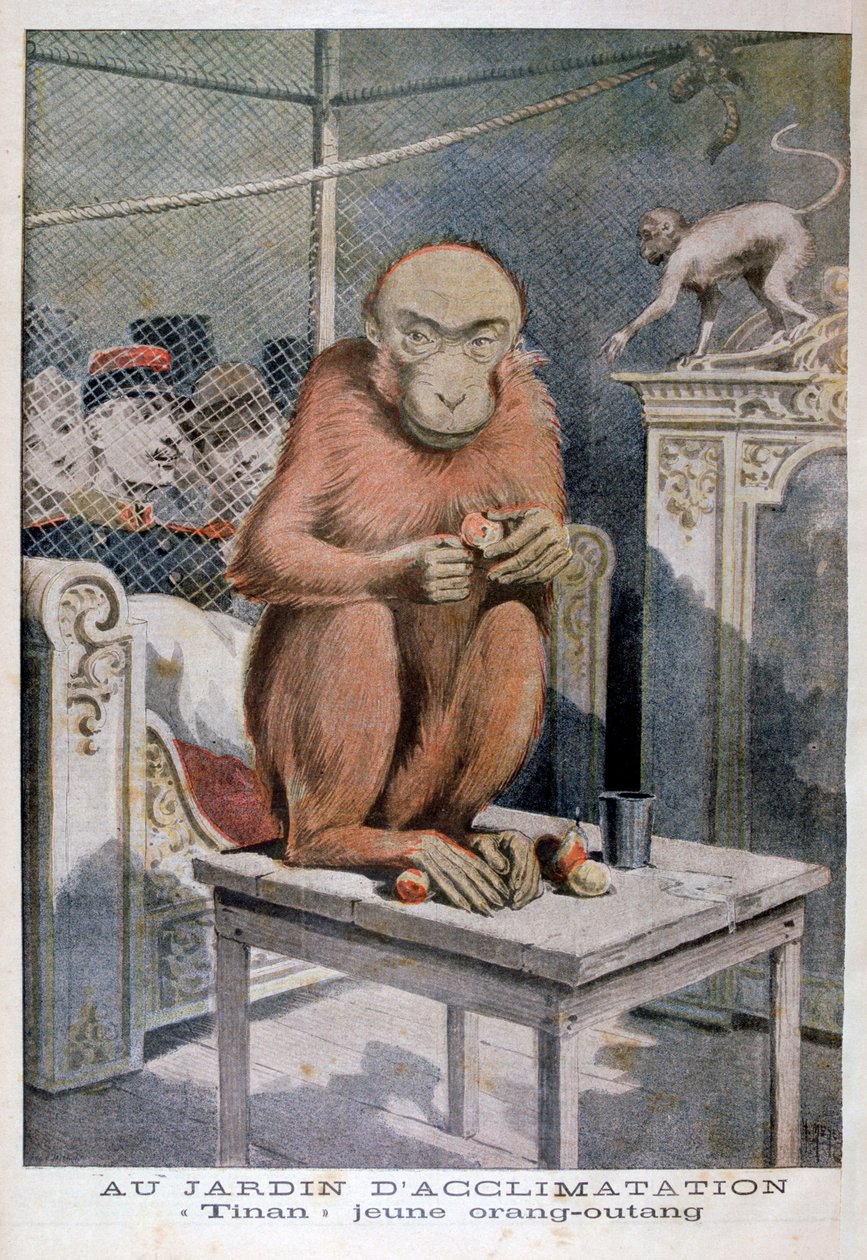 Tinan, az orangután, 1896 alkotó: Henri Meyer