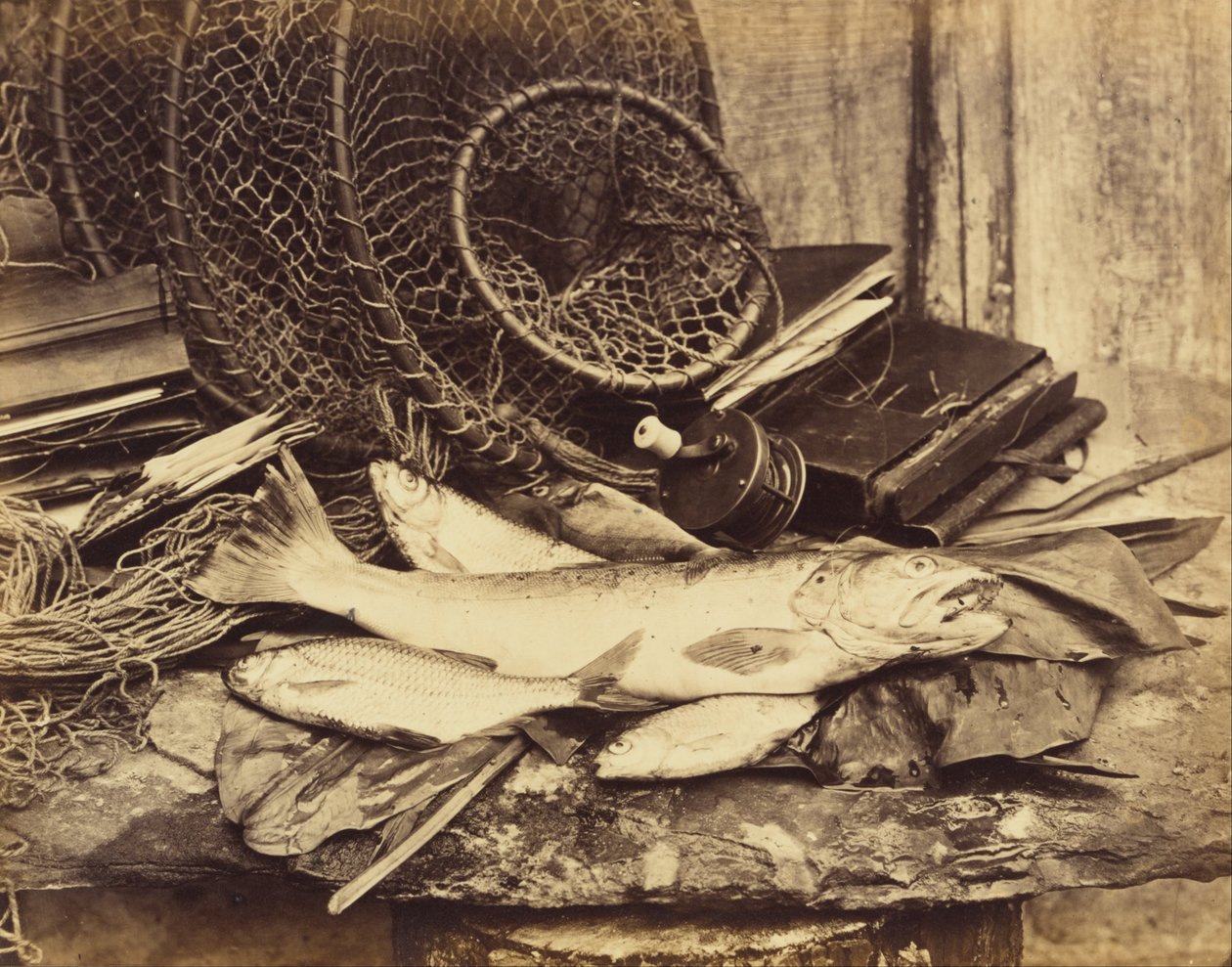 Pisztráng Roach stb. alkotó: Henry Bailey