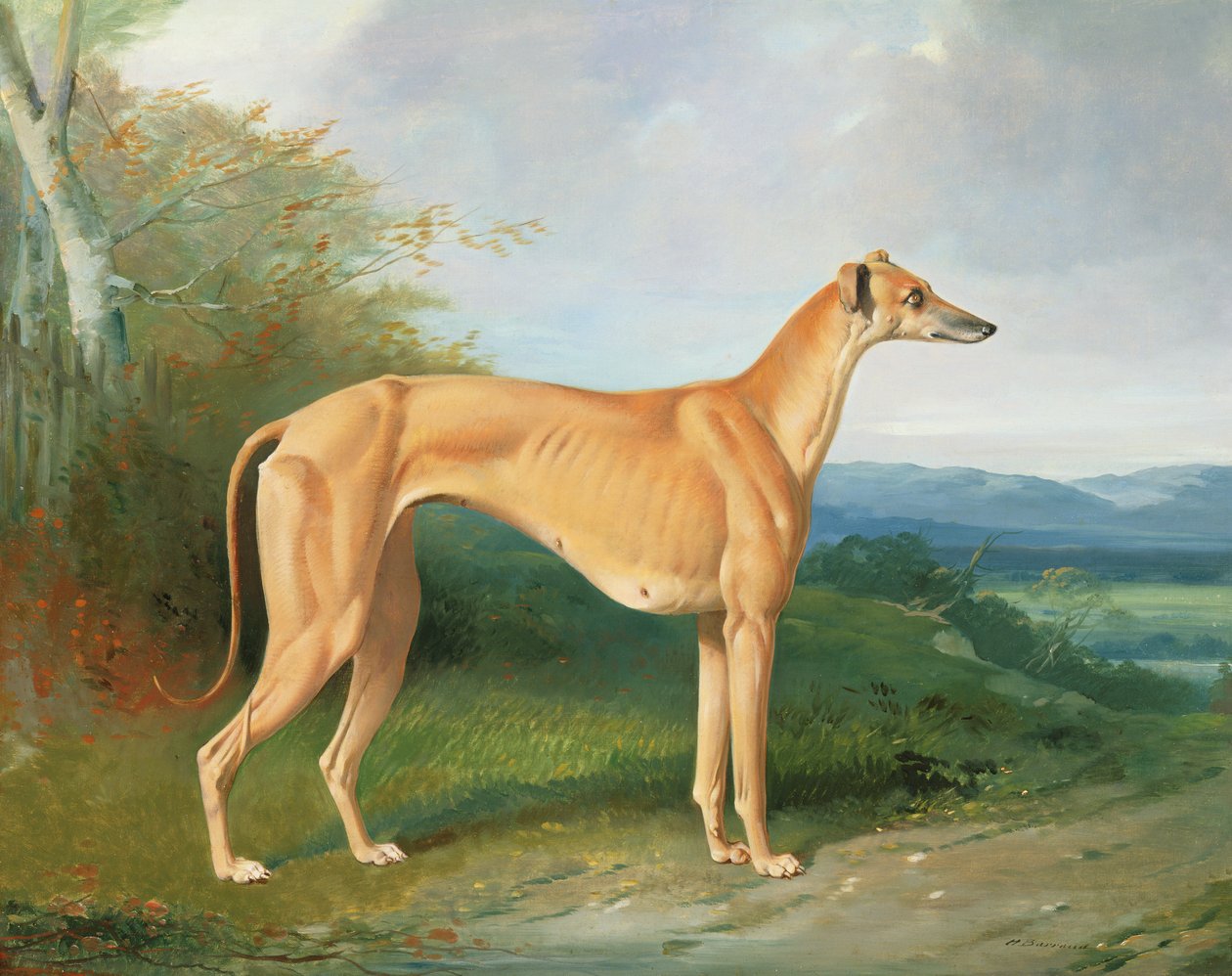 Az agár szuka Lydia alkotó: Henry Barraud