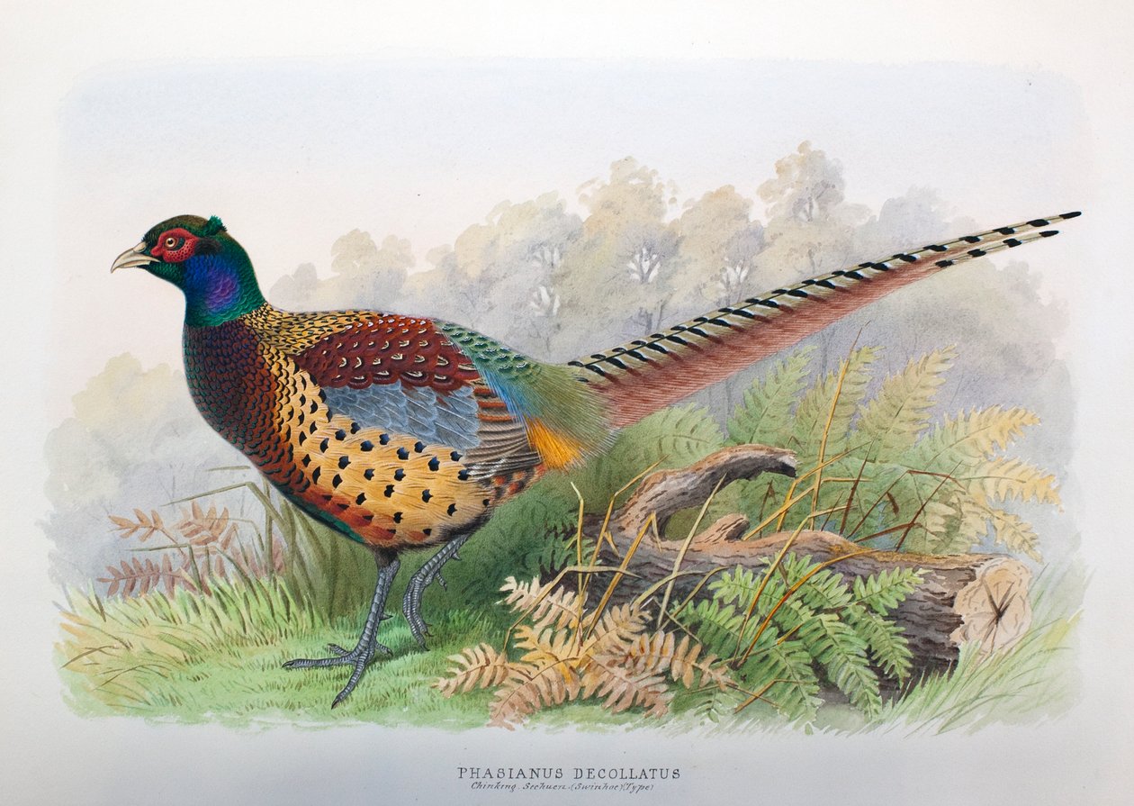 Phasianus lefejezték, 1906-7 alkotó: Henry Jones