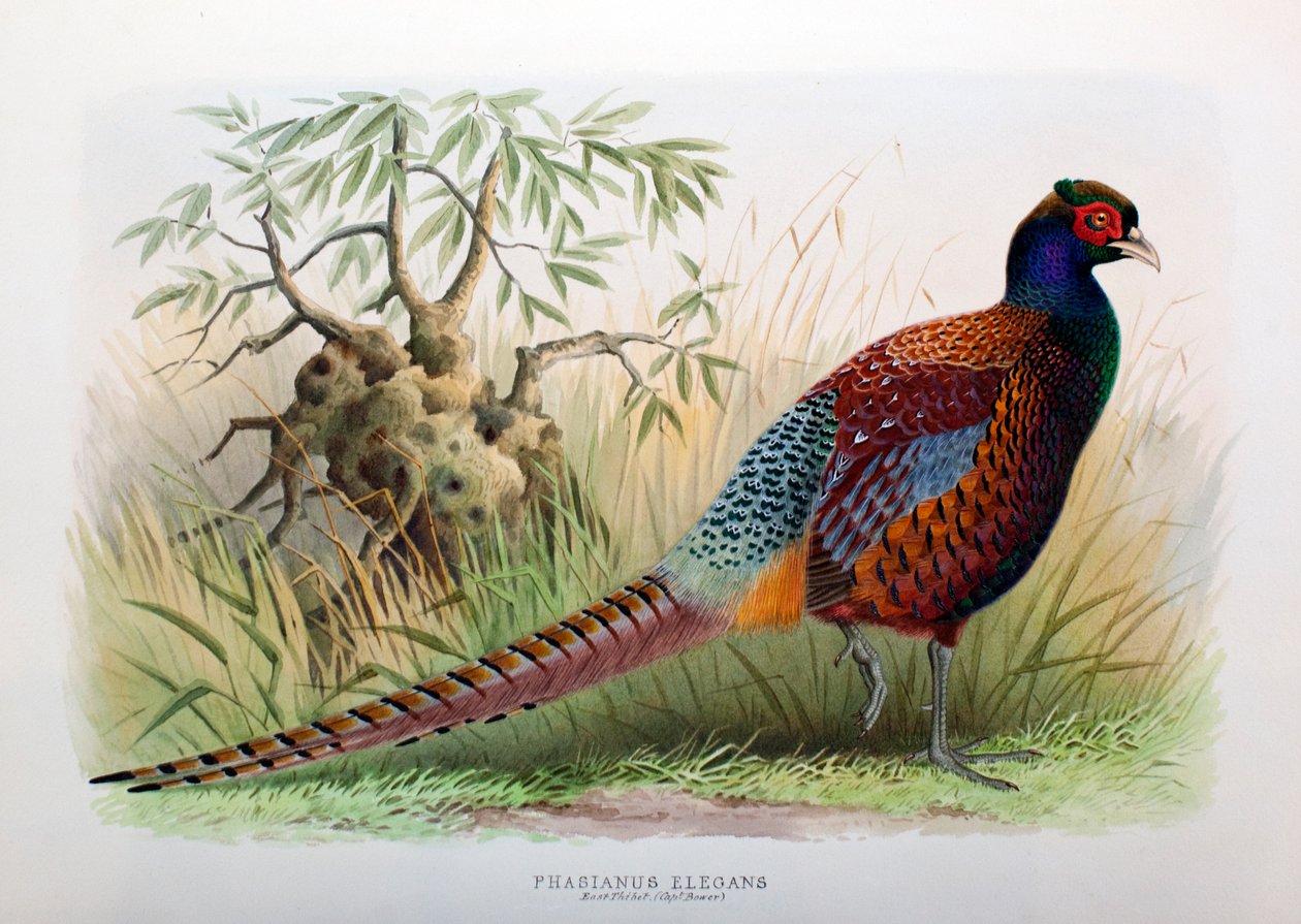 Phasianus Elegans, 1906-7 alkotó: Henry Jones