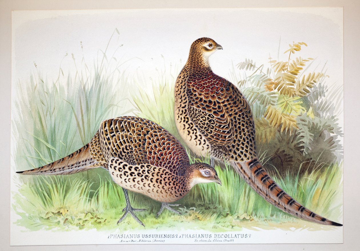 Phasianus ussuriensis és Phasianus delocllatus, 1906-7 alkotó: Henry Jones