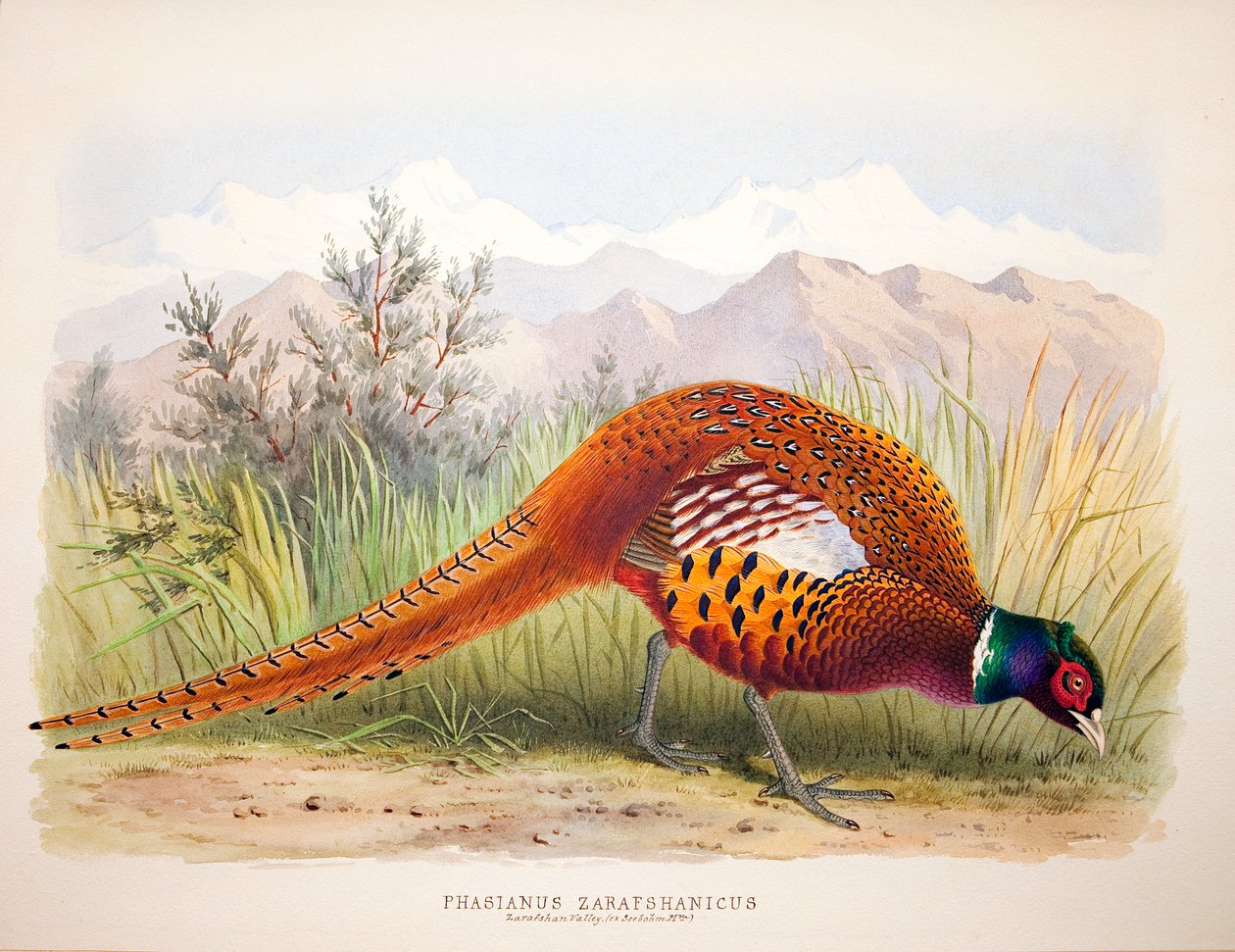 Phasianus zarafshanicus, 1896-1921 körül alkotó: Henry Jones