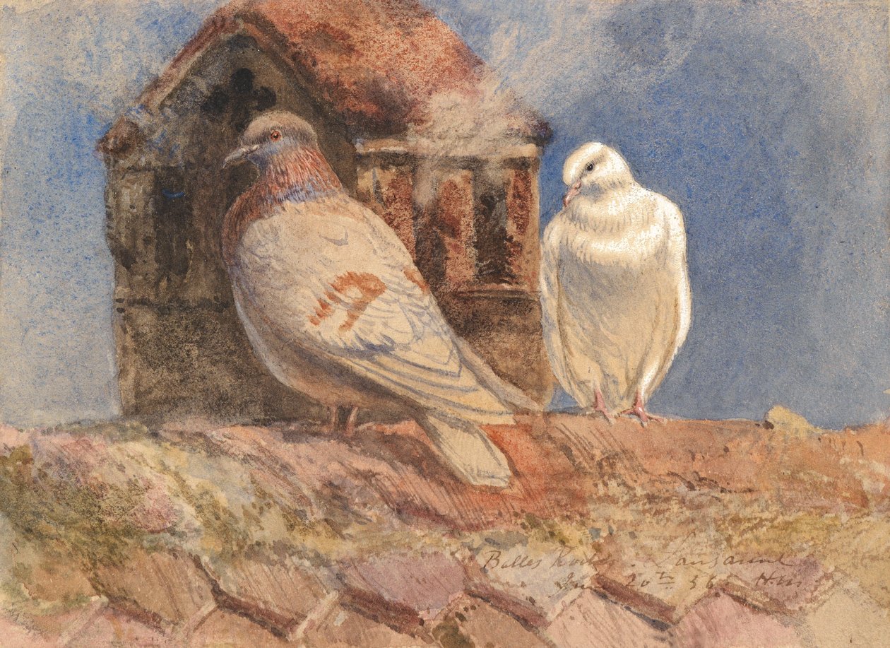 Tetőn pihenő galambok, Belles Roches, Lausanne, 1856 (wc, ceruza, toll és barna tinta, fehérrel kiemelve a papíron) alkotó: Henry Moore