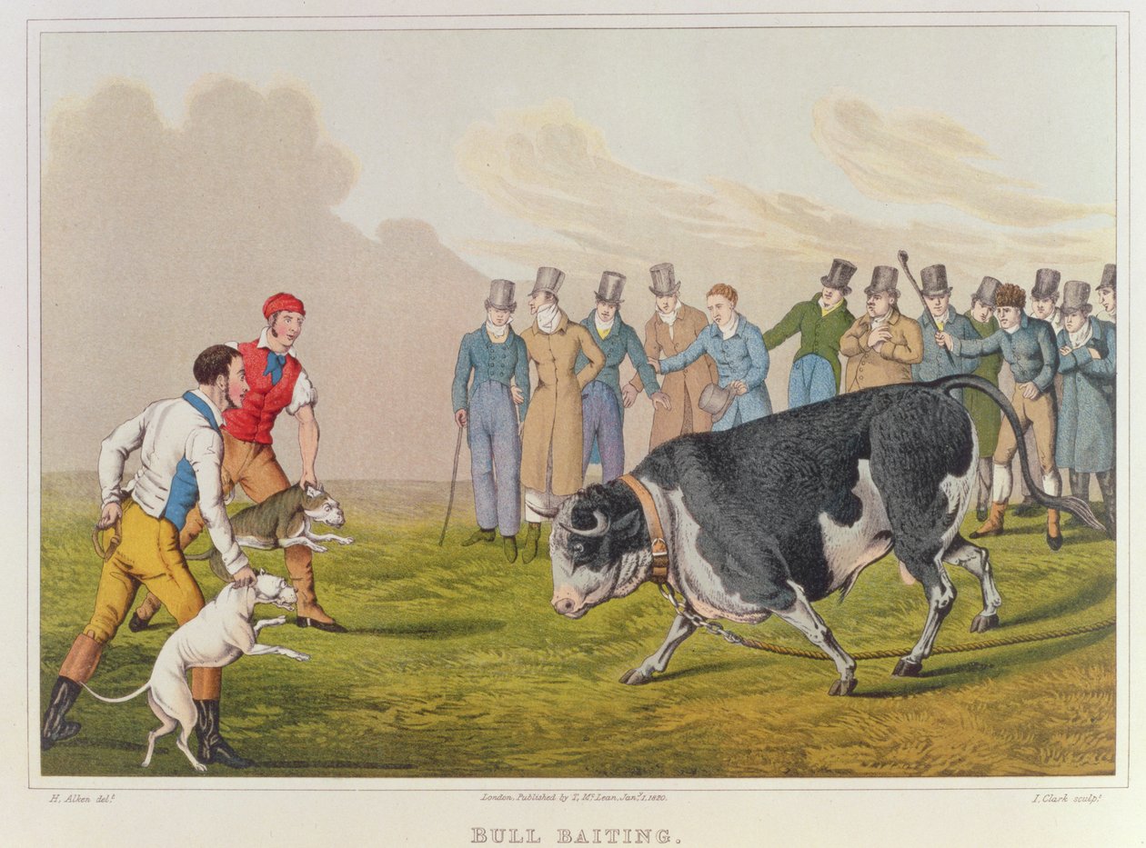 „Bull Baiting”, publikáció: Thomas McLean, 1820, (nyomtatott) alkotó: Henry Thomas Alken