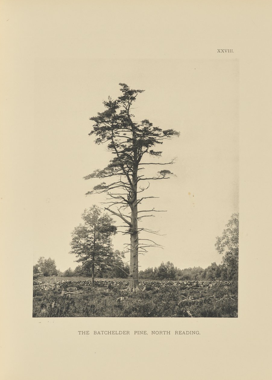 The Batchelder Pine, North Reading alkotó: Henry Brooks