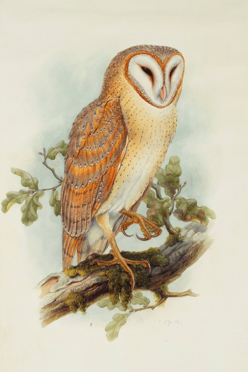 gyöngybagoly, alkotó: Henry Constantine Richter