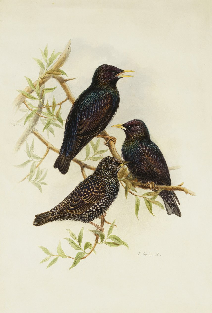 Közönséges seregély, alkotó: Henry Constantine Richter