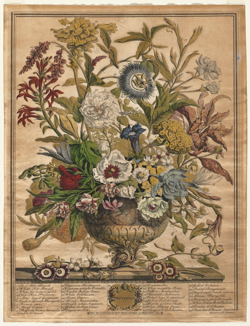 A virágok tizenkét hónapja: 1730. szeptember. alkotó: Henry Fletcher