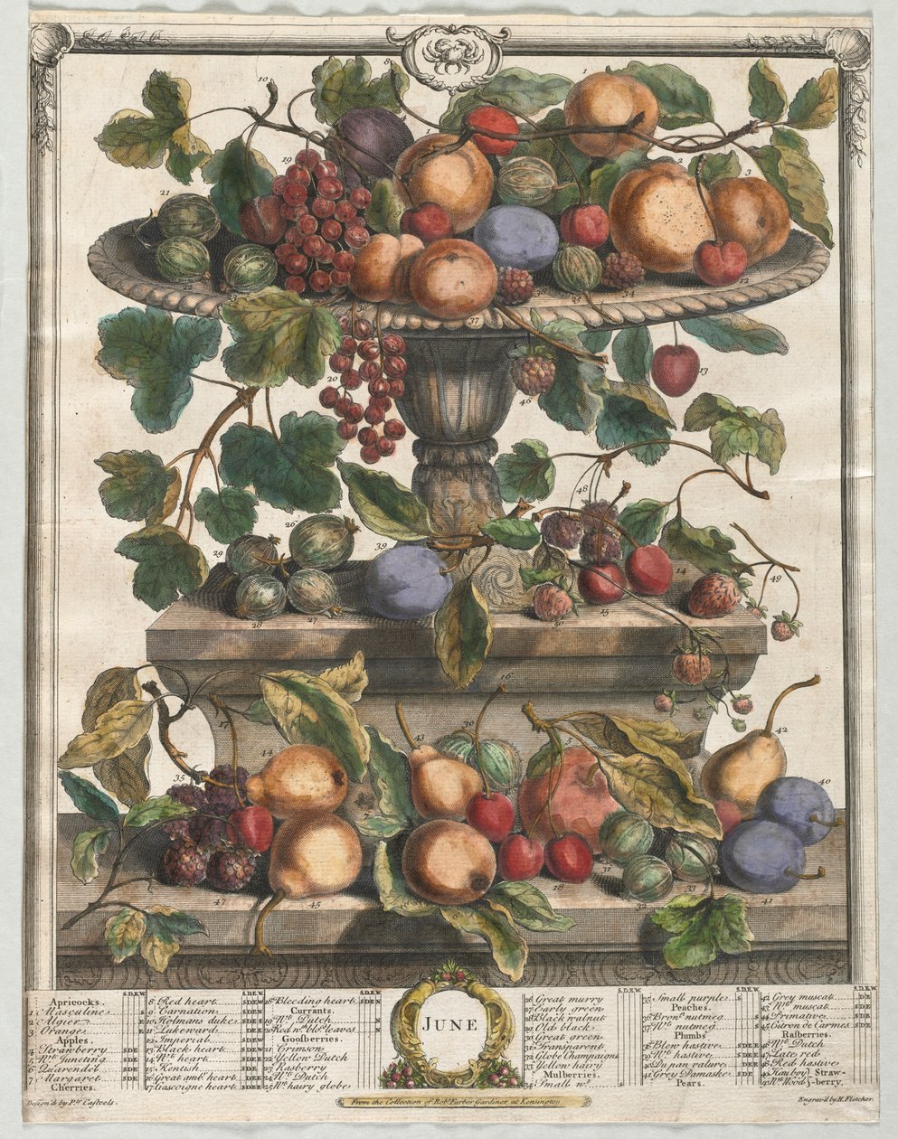 Tizenkét hónapos gyümölcs: 1732. június. alkotó: Henry Fletcher