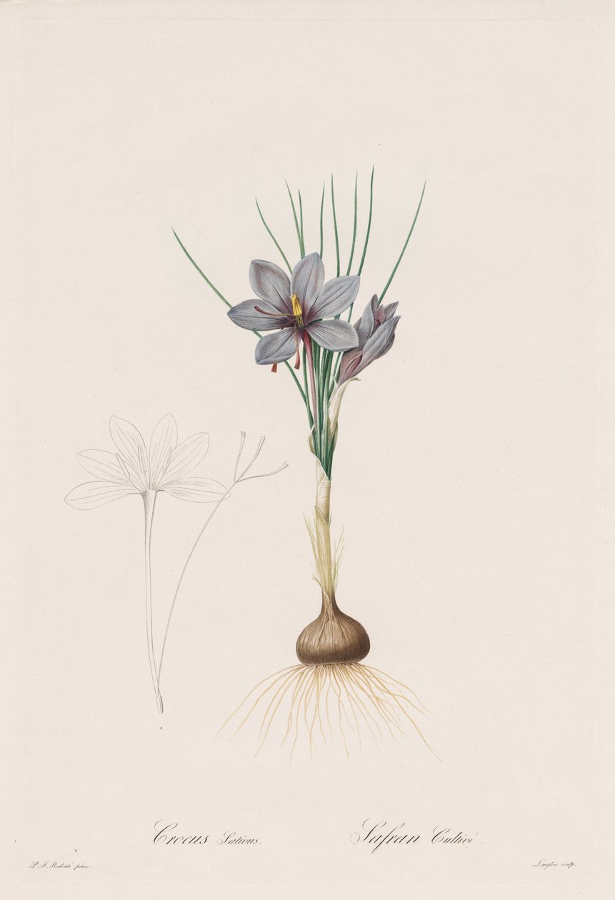 Liliaceae: Crocus Sativus alkotó: Henry Joseph Redouté