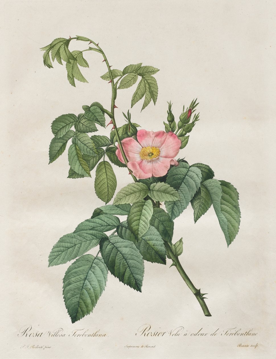 Les Roses: Rose Villosa terpentin alkotó: Henry Joseph Redouté
