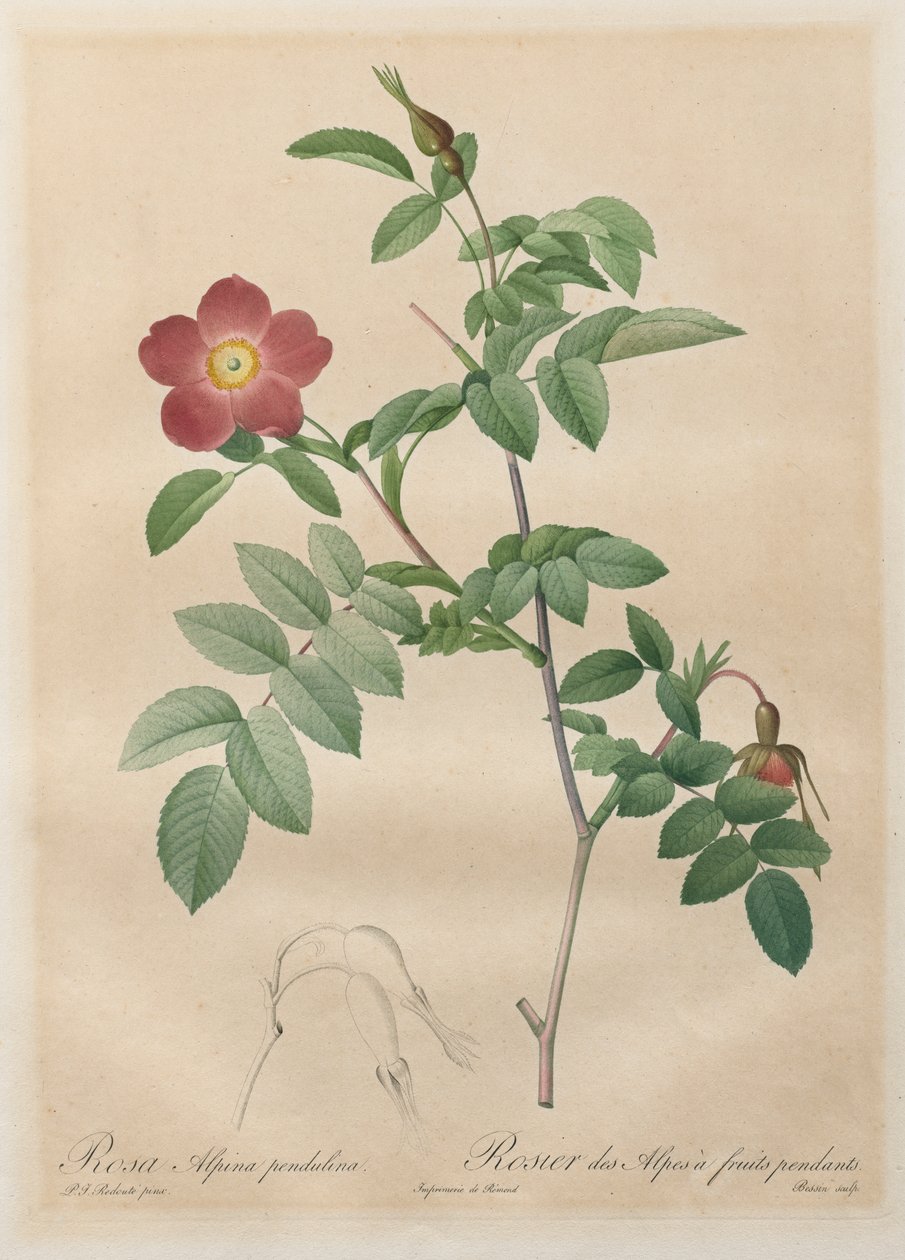 A rózsák: Pendulin alpesi rózsa alkotó: Henry Joseph Redouté