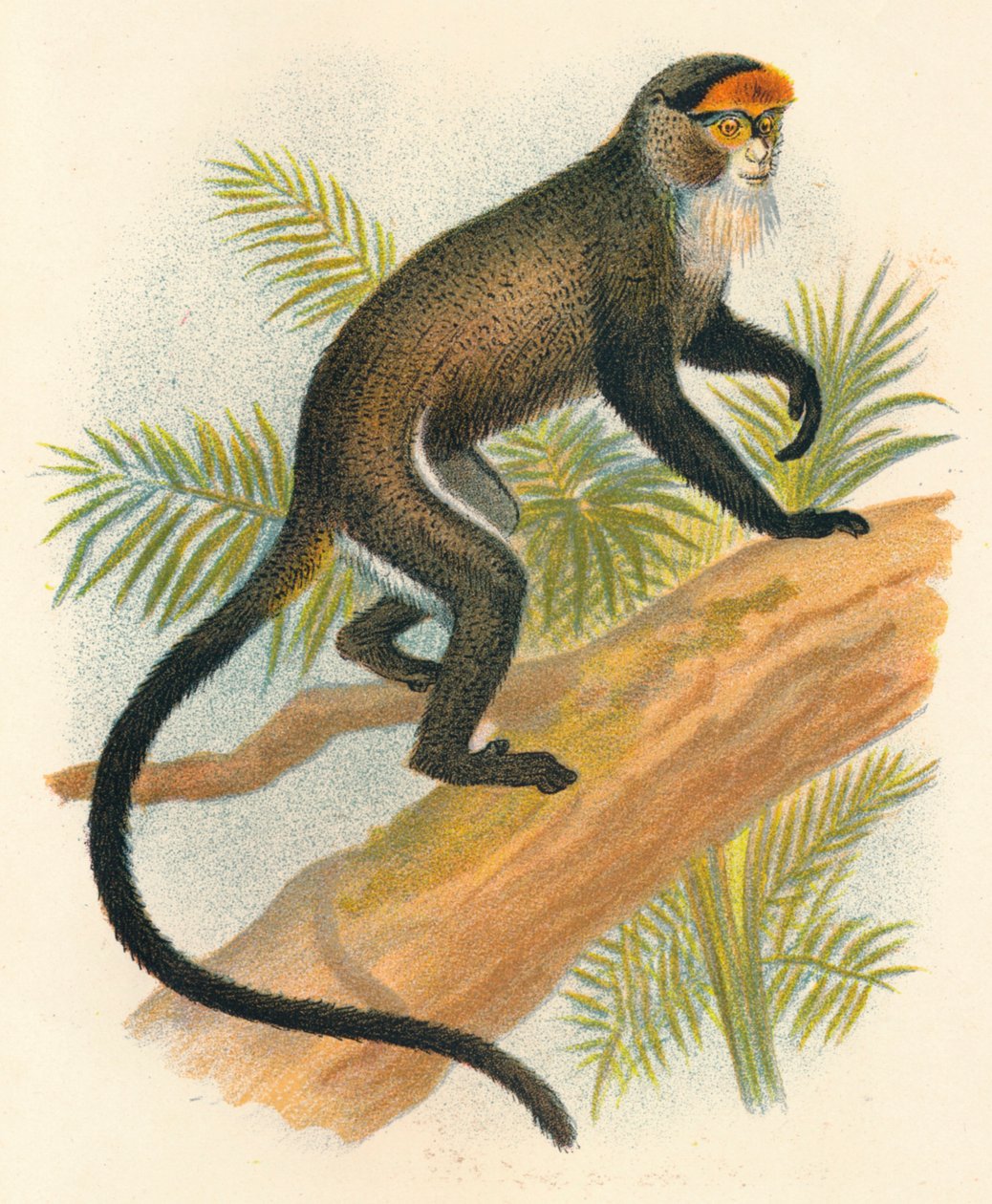 De Brazzas Guenon, 1897 alkotó: Henry Ogg Forbes