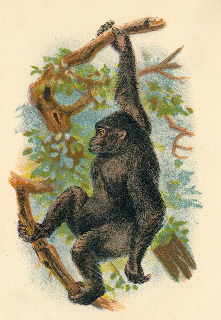 A gorilla, 1897 alkotó: Henry Ogg Forbes