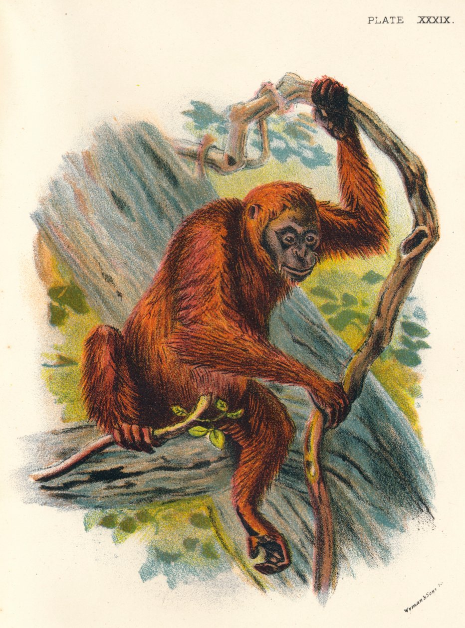 Az Orang-Utan, 1897 alkotó: Henry Ogg Forbes