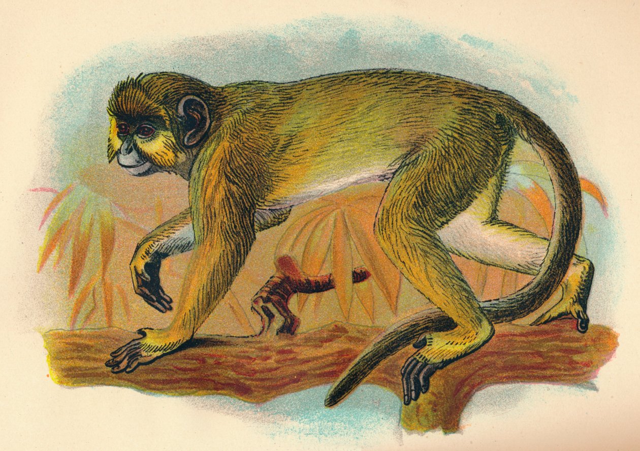 A Talapoin, 1897 alkotó: Henry Ogg Forbes