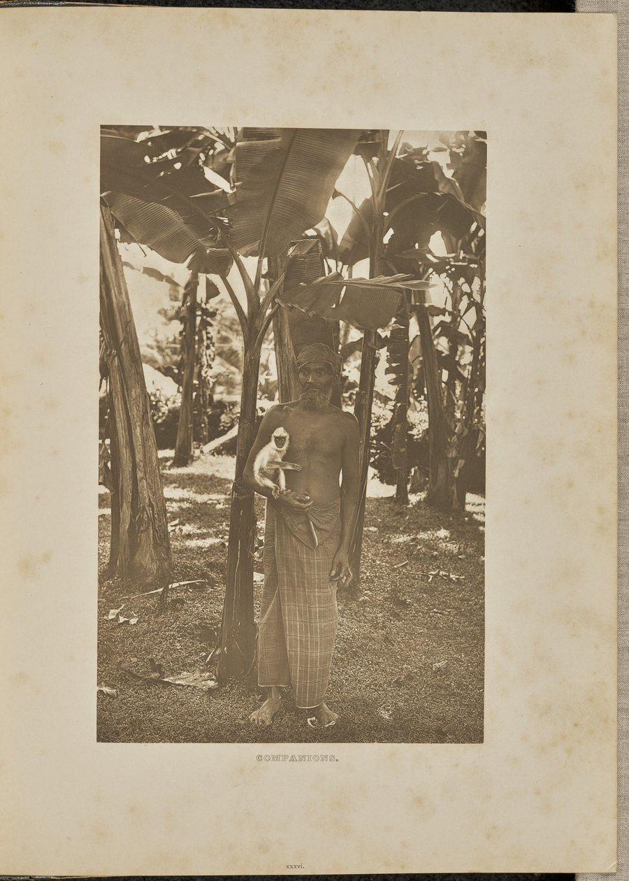 Társak alkotó: Henry W. Cave
