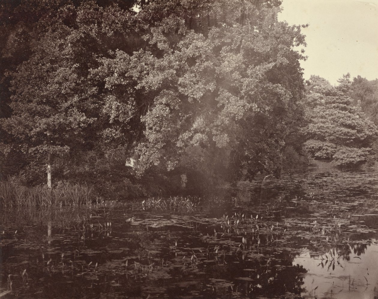 [Tó a parkban, Surrey] alkotó: Henry White