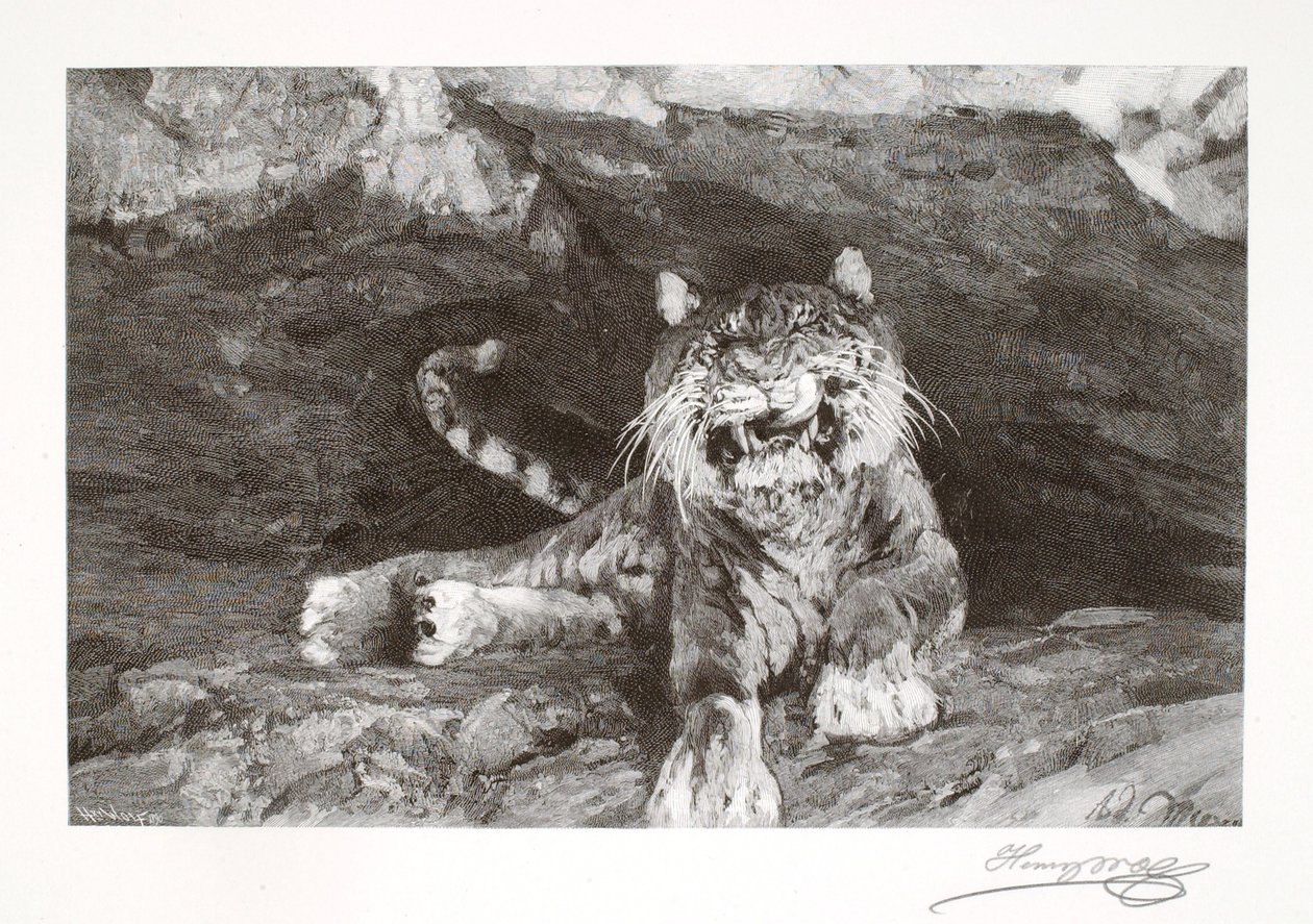 Tigris alkotó: Henry Wolf