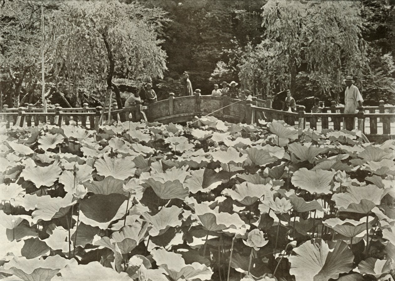 Lótusztó, 1910. alkotó: Herbert Ponting