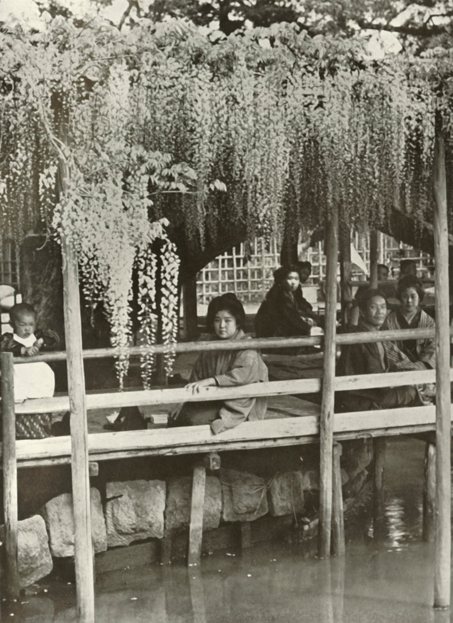 Egy wisteria lugas Kameidóban, 1910. alkotó: Herbert Ponting