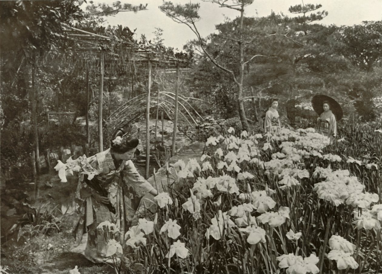 Egy írisz kertben, 1910. alkotó: Herbert Ponting