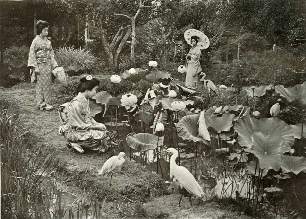 Lotus-Landben, 1910. alkotó: Herbert Ponting