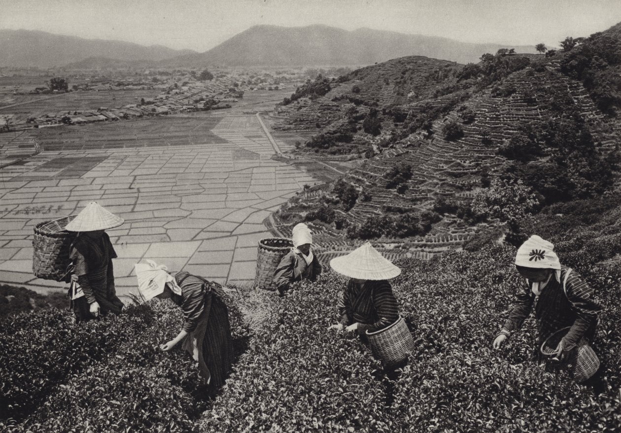 Japán az 1920-as években: Teaszüret (f/w fotó) alkotó: Herbert Ponting