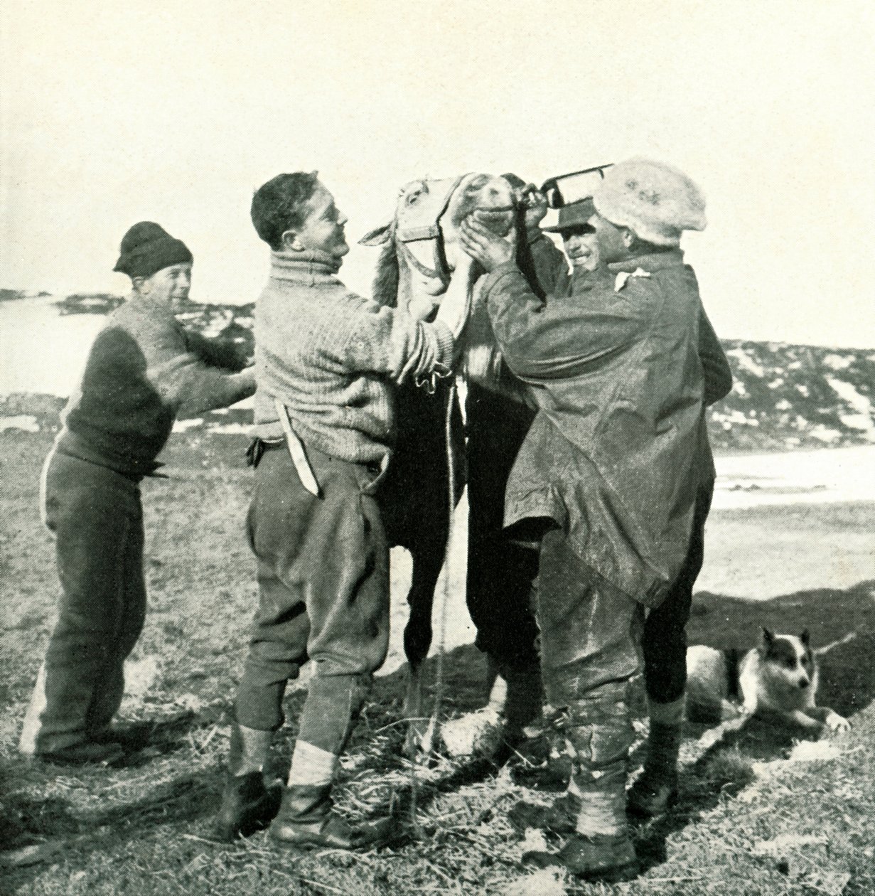 Pony Takes Whisky, 1911. február 8., 1913 alkotó: Herbert Ponting