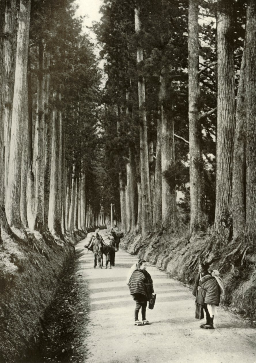 The Cryptomerias at Nikko, 1910. alkotó: Herbert Ponting
