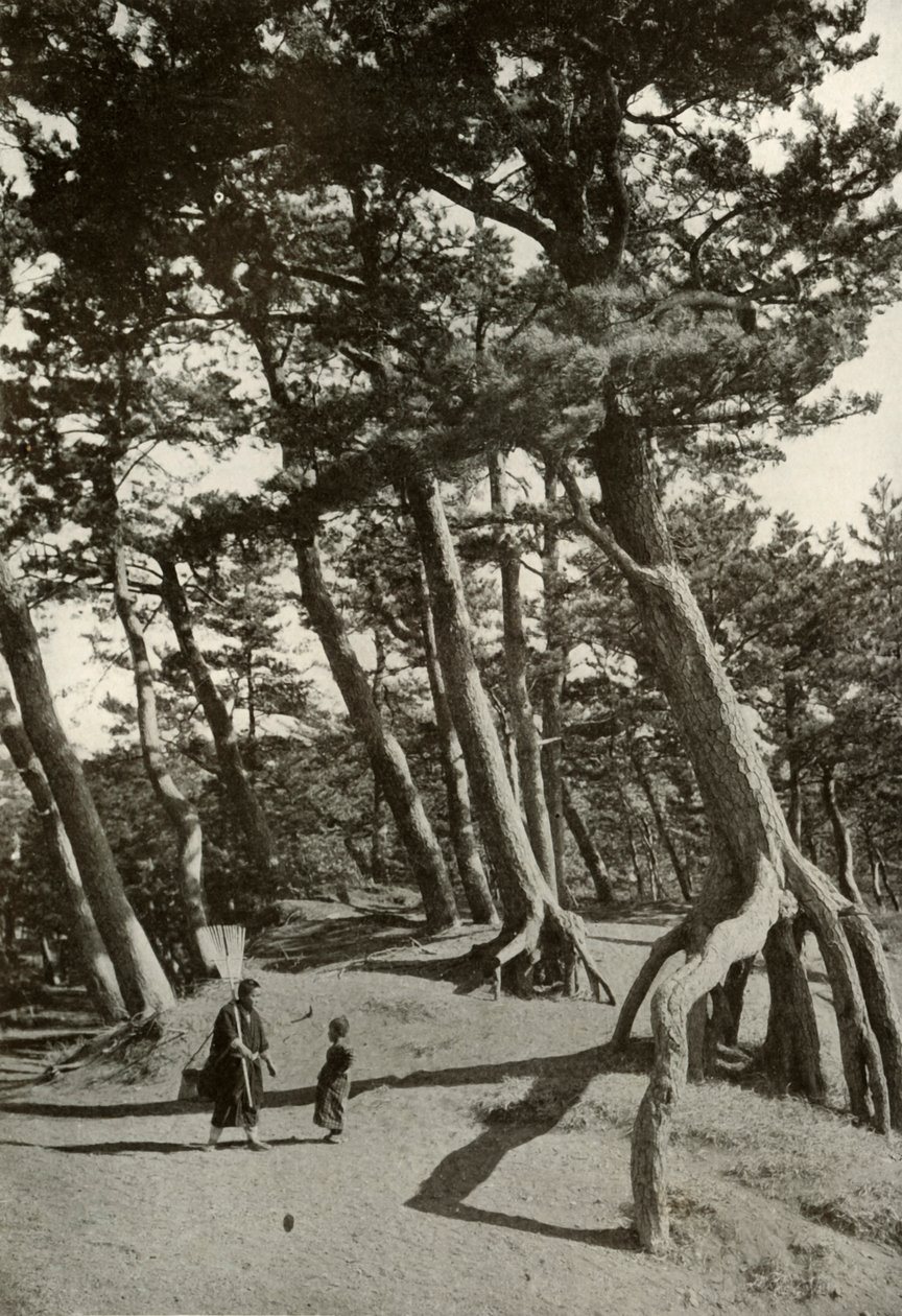The Pines of Shizu-Ura, 1910. alkotó: Herbert Ponting