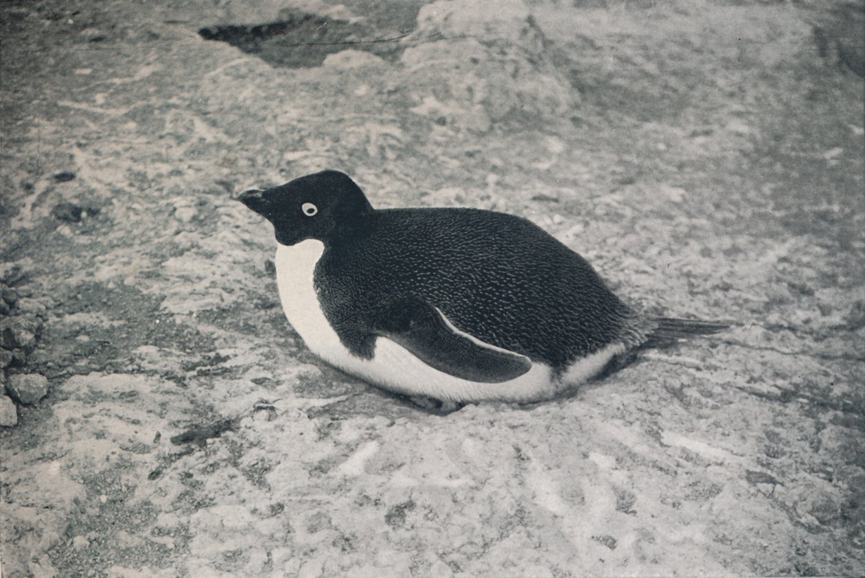 This One Hasnt., c1911, 1913 alkotó: Herbert Ponting