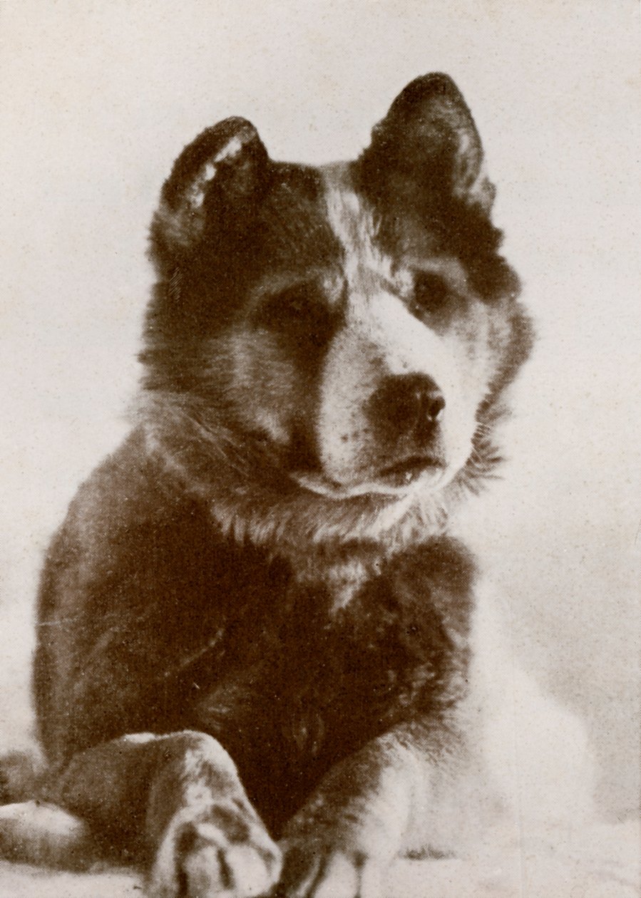 Vida, s.19101913, 1913. alkotó: Herbert Ponting