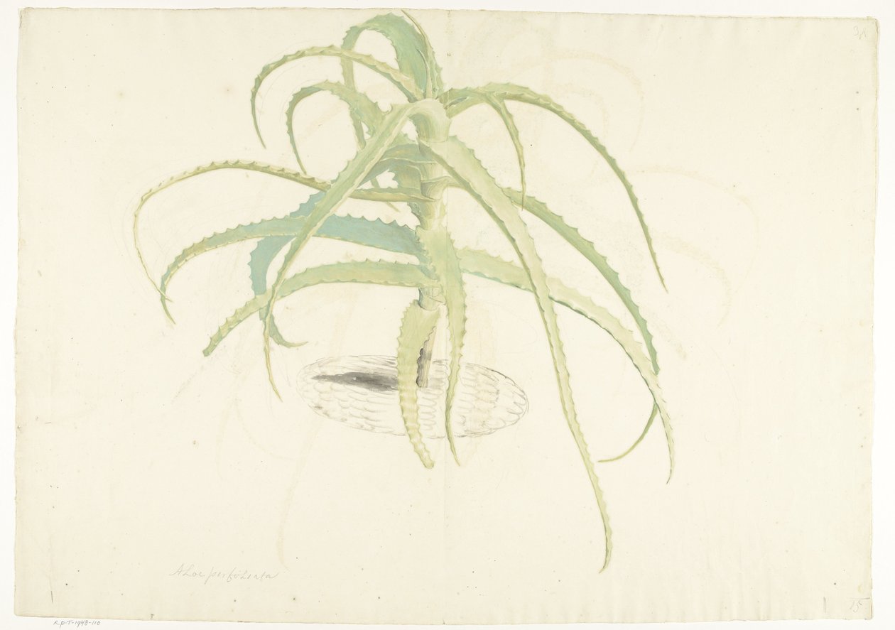 Aloe perfoliata alkotó: Herman Saftleven