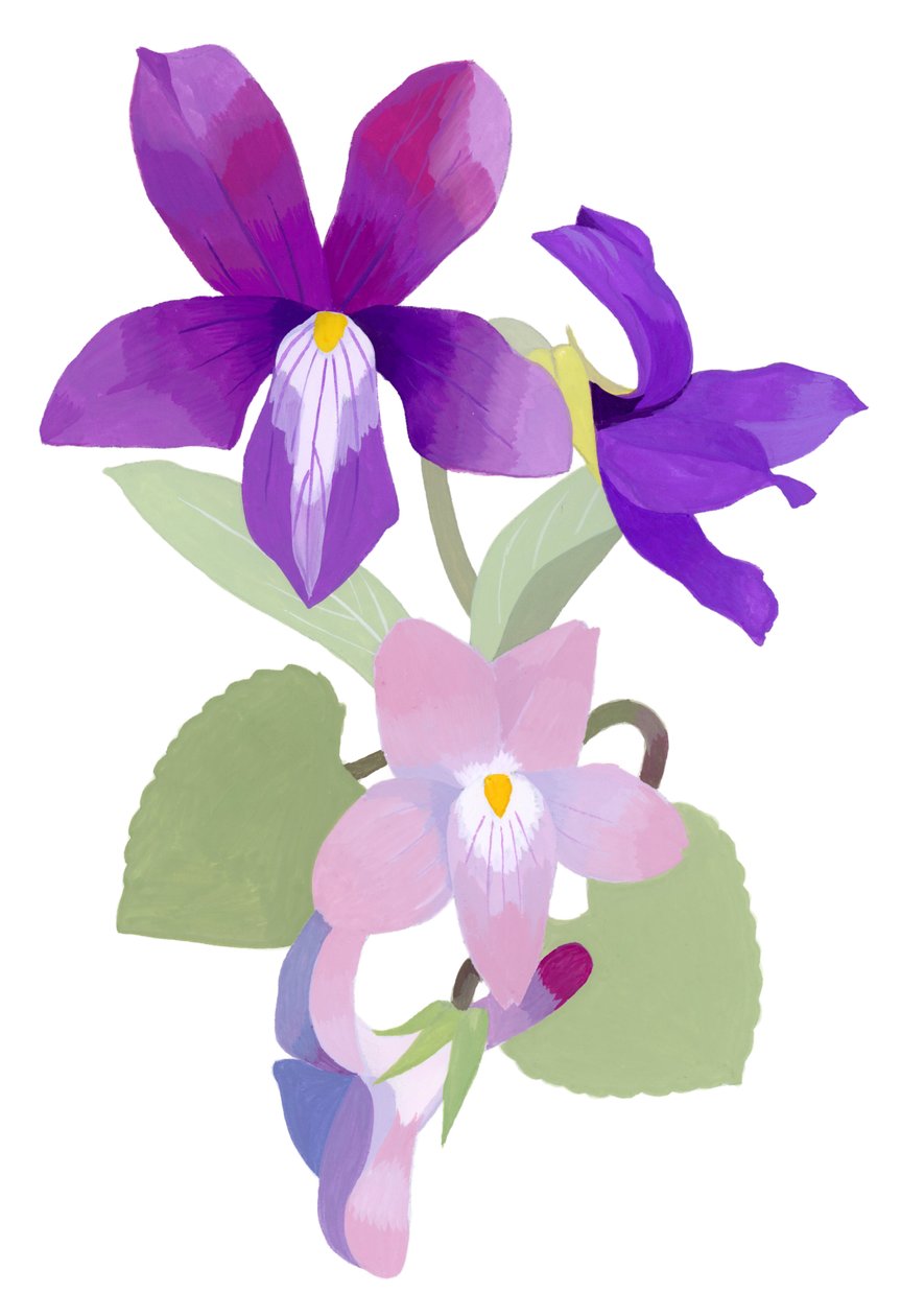 Viola mandshurica alkotó: Hiroyuki Izutsu