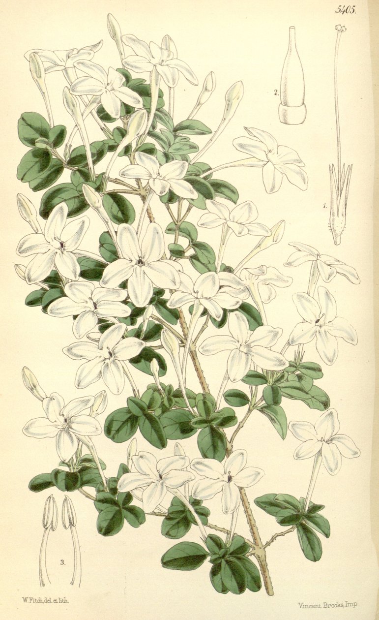 Pseuderanthemum tuberculatum alkotó: Hooker f.