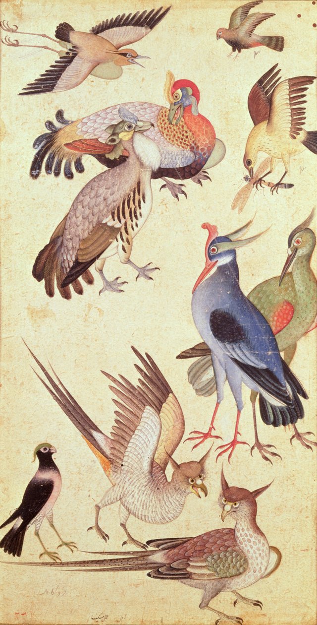 Tíz madár alkotó: Indian School