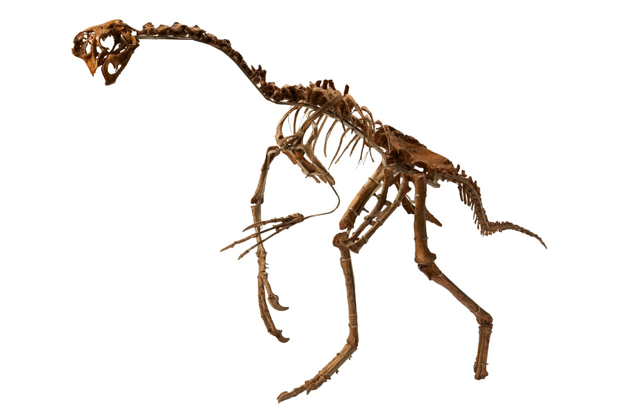 Egy majdnem teljes Oviraptor Mongóliából. alkotó: Ira Block