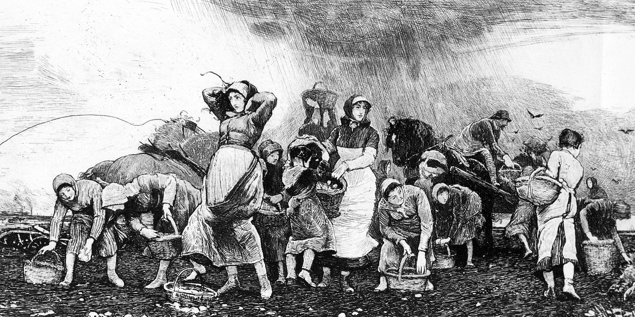 Burgonya betakarítás, 1870-es évek alkotó: Irish School