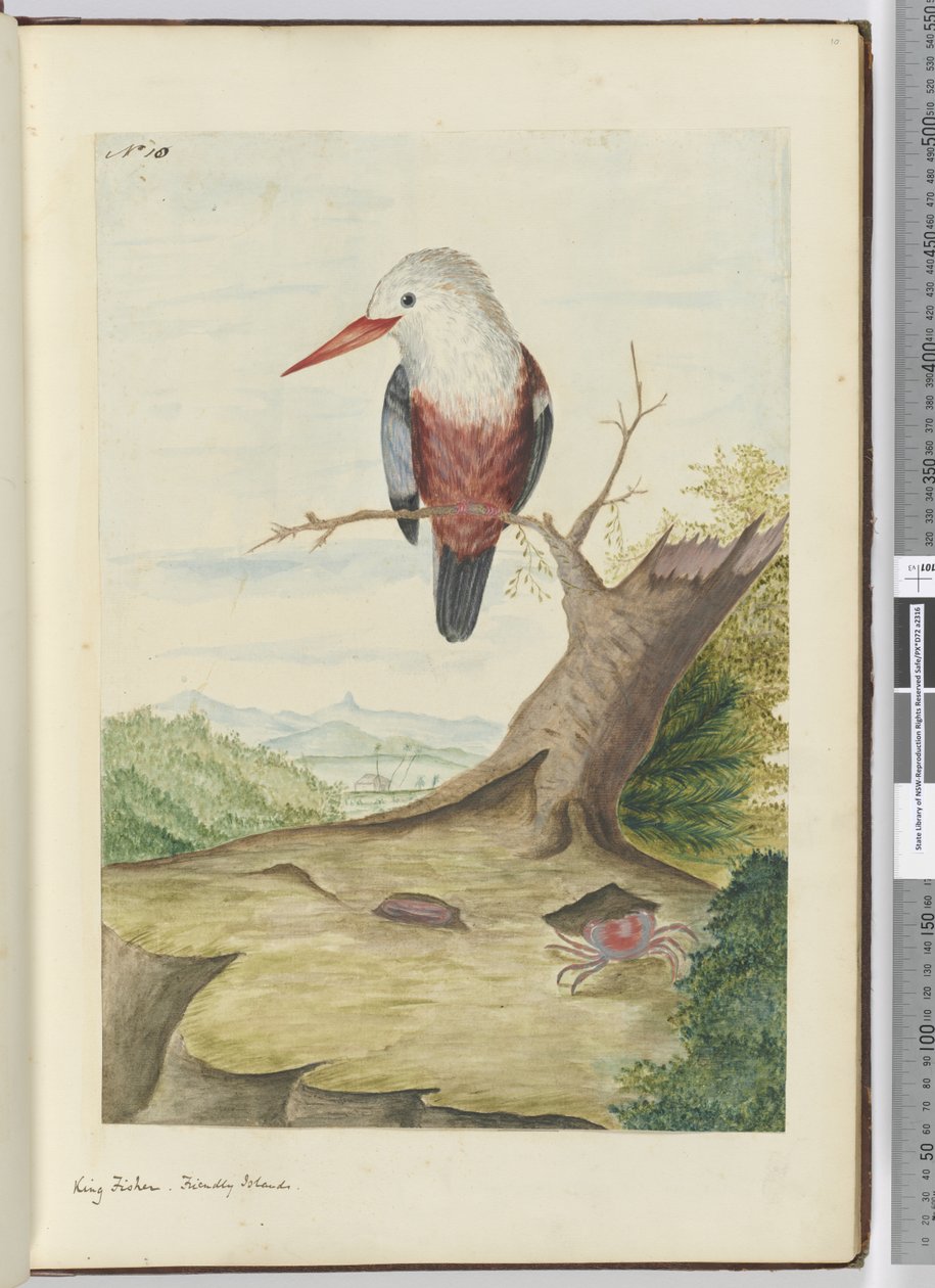 F.10 Királyhalász. Barátságos Szigetek, 1772-75 (wc) alkotó: Isaac Smith