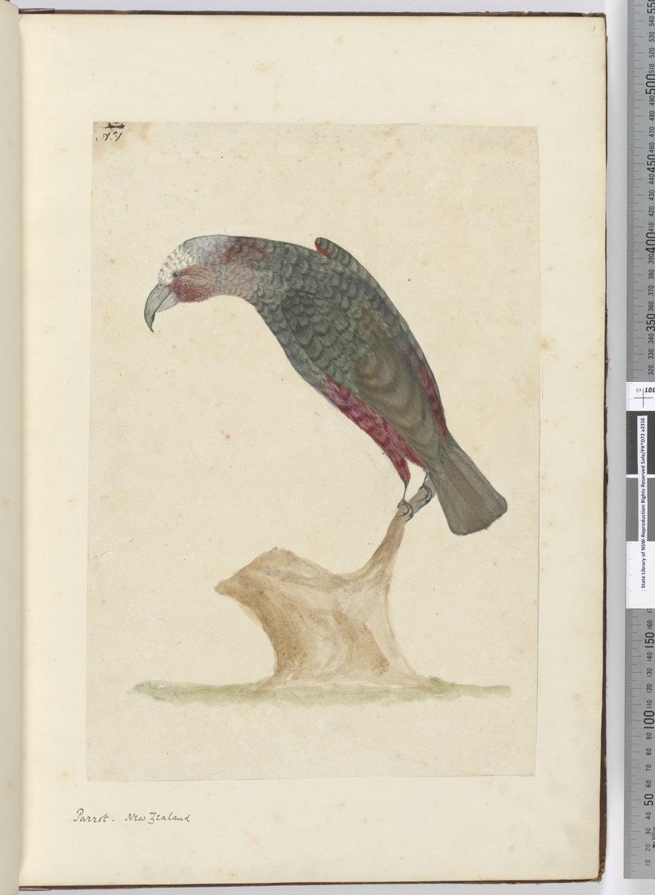 F.1 Parrot, Új-Zéland, 1772-75 (wc) alkotó: Isaac Smith